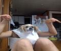 תמונות מצחיקות ראש כלב:)
