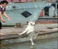 תמונות מצחיקות כלב שהולך על המים