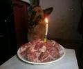 תמונות מצחיקות עוגת יומהולדת לכלב
