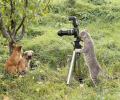 תמונות מצחיקות חתול מצלם טבע