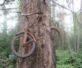 תמונות מצחיקות הכנראה שגם העץ רוצה לרכב על אופניים