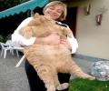 תמונות מצחיקות חתול ענק