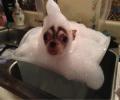 תמונות מצחיקות כלב במצב מקלחת