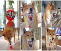 תמונות מצחיקות כדור מתאים לכלב