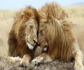 תמונות מצחיקות נדיר. זוג האריות הגייז הראשון שתועד בהסטוריה. 