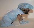 תמונות מצחיקות רופא כלב