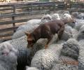 תמונות מצחיקות כלב על הכבשים