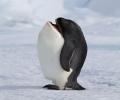 תמונות מצחיקות תוצאה של פינגווין ולוויתן