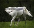 תמונות מצחיקות תוצאה של סוס וכריש