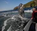 תמונות מצחיקות דולפין שקפץ לביקור