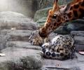 תמונות מצחיקות ג'ירפה שאוהבת נמר? זה מדהים