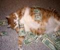 תמונות מצחיקות חתול מליונר