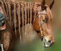 תמונות מצחיקות סוס עם צמות