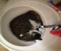 תמונות מצחיקות חתול שאוהב לישון בכיור