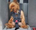 תמונות מצחיקות חגורת בטיחות לכלב