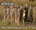 פולש