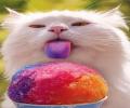 תמונות מצחיקות חתול מלקק ברד