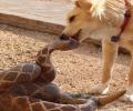תמונות מצחיקות כלב ונחש? מחזה נדיר