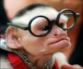 תמונות מצחיקות קוף חכם