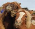 תמונות מצחיקות החבר'ה הסוסים