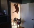 תמונות מצחיקות משימה בלתי אפשרית - חתול נגד כלב