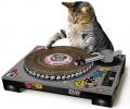 תמונות מצחיקות DJ חתולי