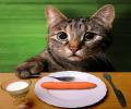 תמונות מצחיקות חתולי אוכל