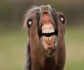 תמונות מצחיקות סוס מופרע