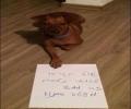 תמונות מצחיקות אל תקראו לחמאס כלבים :)