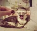 תמונות מצחיקות חתול הכסף