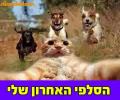 תמונות מצחיקות הסלפי האחרון שלי