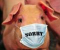 תמונות מצחיקות שפעת חזירים