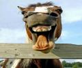 תמונות מצחיקות פרצוץ של סוס