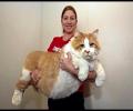 תמונות מצחיקות חתול גדול