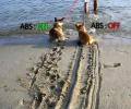 תמונות מצחיקות מערכת בלימת ABS לבעלי חיים