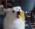 תמונות מצחיקות כלב אוכל פרינגלס