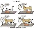 חידה
