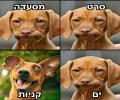 תמונות מצחיקות מצב רוח כלבי