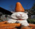 תמונות מצחיקות חתול גזר