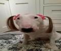 תמונות מצחיקות כלבה עם קוקיות