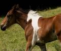 תמונות מצחיקות סוס בתוך סוס