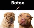 תמונות מצחיקות בוטוקס לכלב