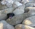 תמונות מצחיקות בין הכבשים
