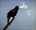 תמונות מצחיקות ציפור מעשן