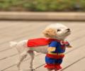 תמונות מצחיקות סופר כלב