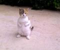 תמונות מצחיקות חתול בטטה