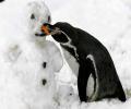 תמונות מצחיקות פינגווין עצבני