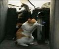 תמונות מצחיקות חתולים נרקומנים