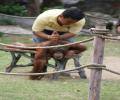 תמונות מצחיקות מסאג' תאילנדי לקוף
