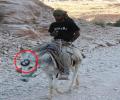 תמונות מצחיקות סוס BMW